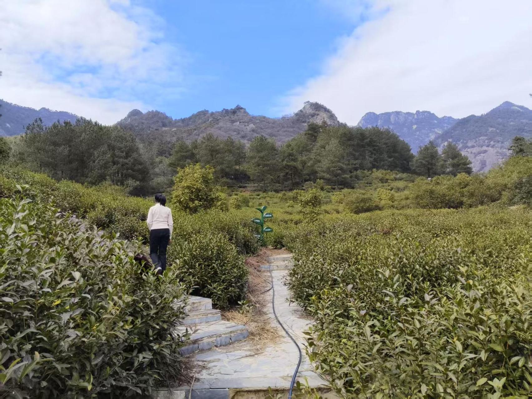 Yunshan Villa Huangshan Dış mekan fotoğraf